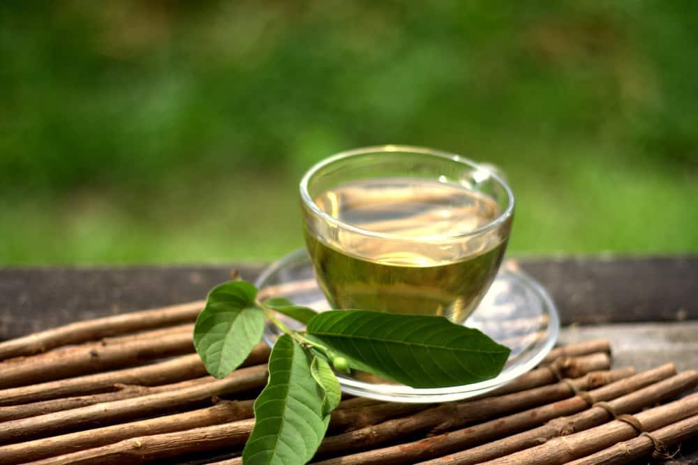 cách chữa hôi miệng bằng trà lá ổi