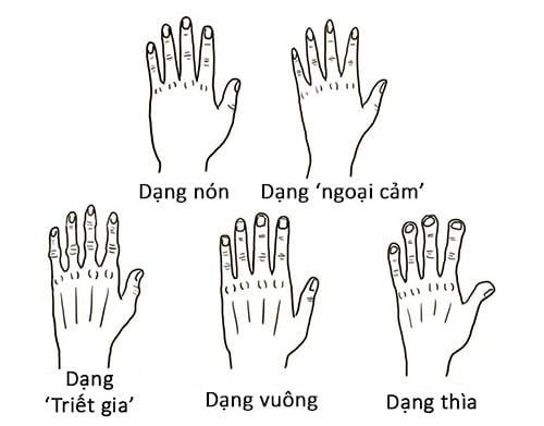 Hình dạng và độ dài ngắn của bàn tay