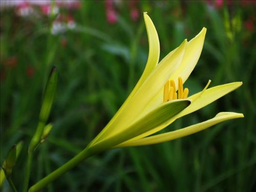 Truyền thuyết về cỏ huyên