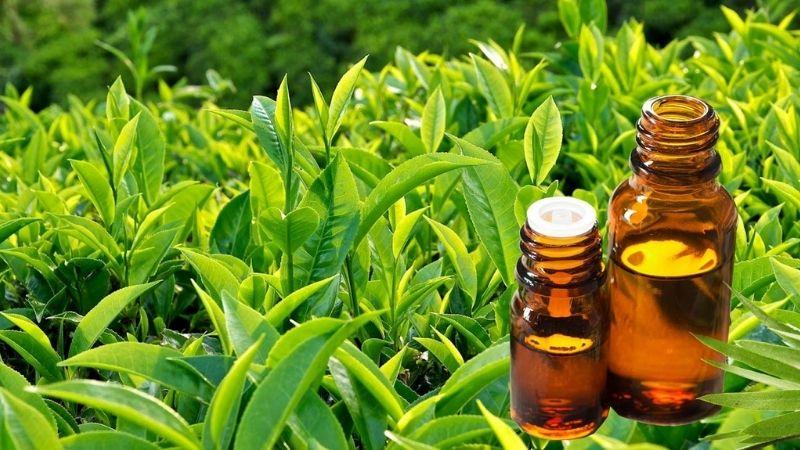 Tinh chất trà xanh làm chậm quá trình lão hóa da hiệu quả