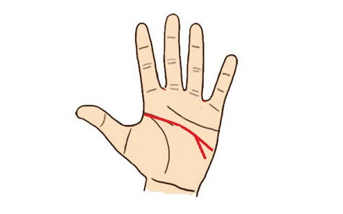 Đường chỉ tay Trí tuệ rẽ làm 2 nhánh